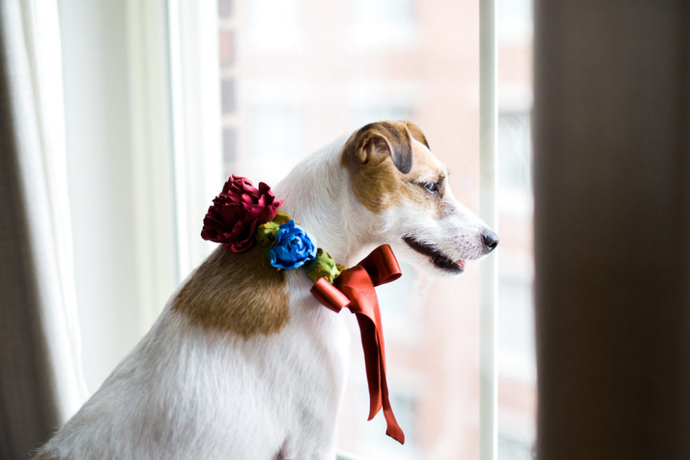 dog wearing a flower wedding collar